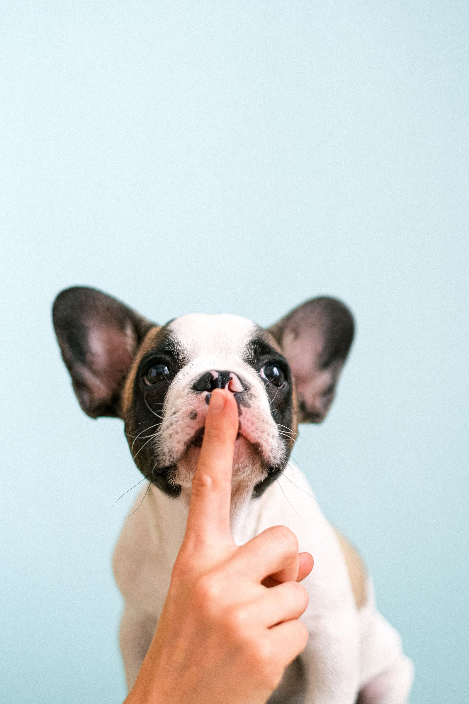 Un chiot bouledogue en consultation