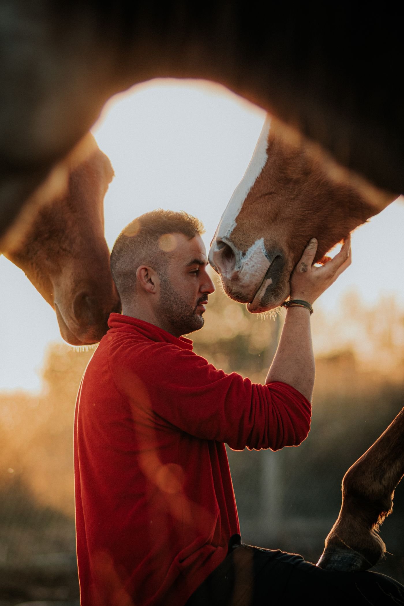 Examen dentaire d’un cheval à l’écurie