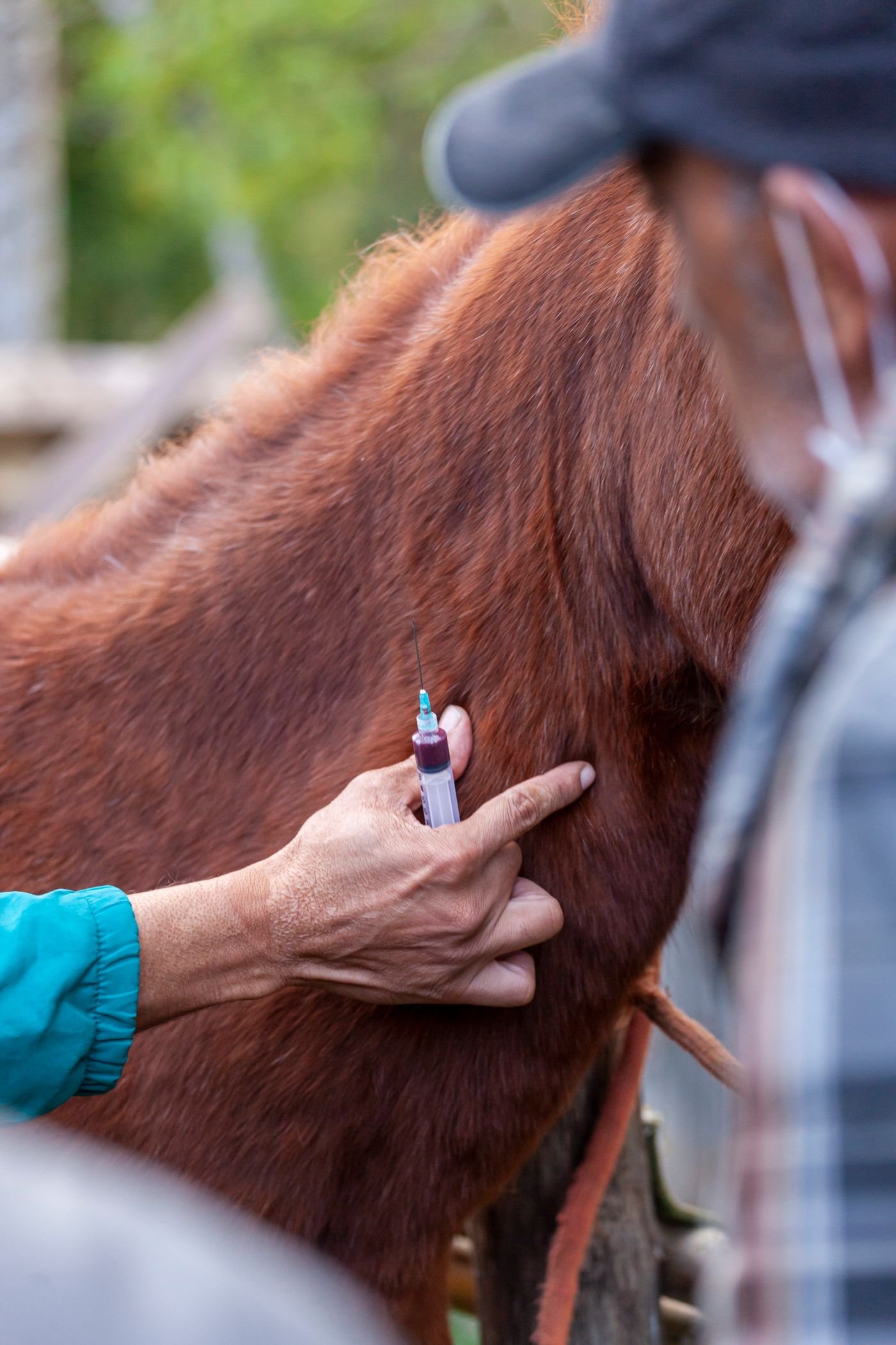 Soins vétérinaires prodigués à un cheval