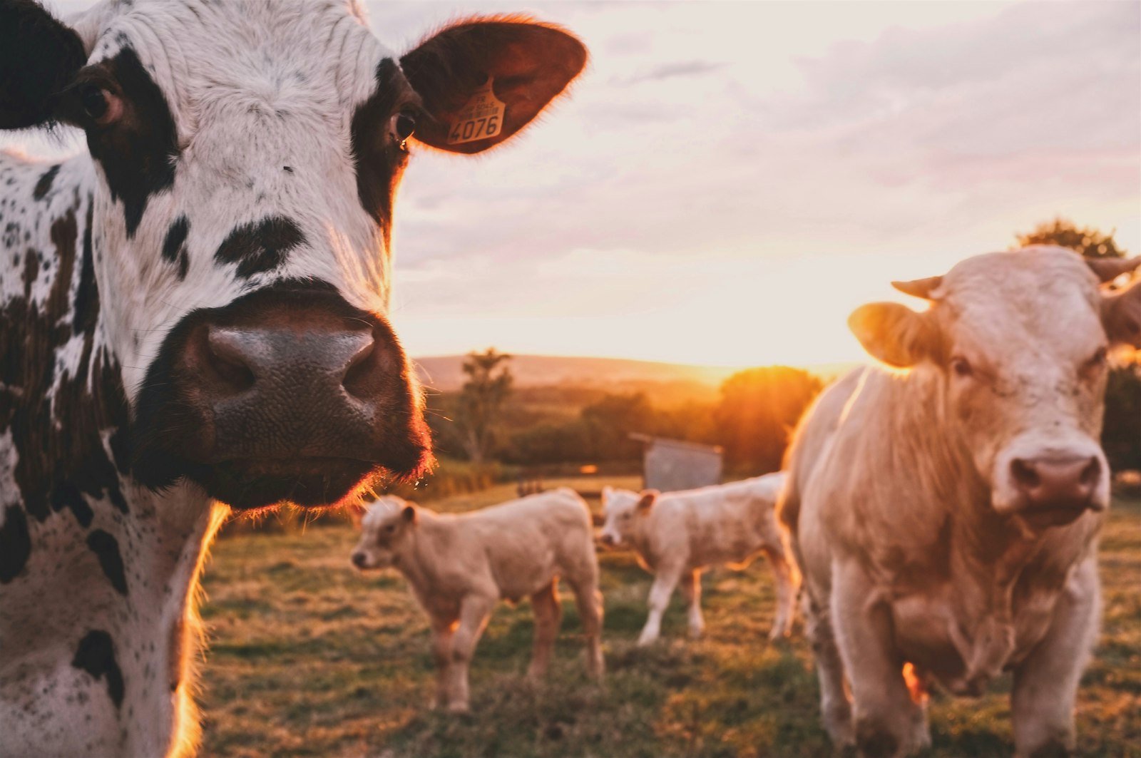 Des vaches et leur veau au pâturage