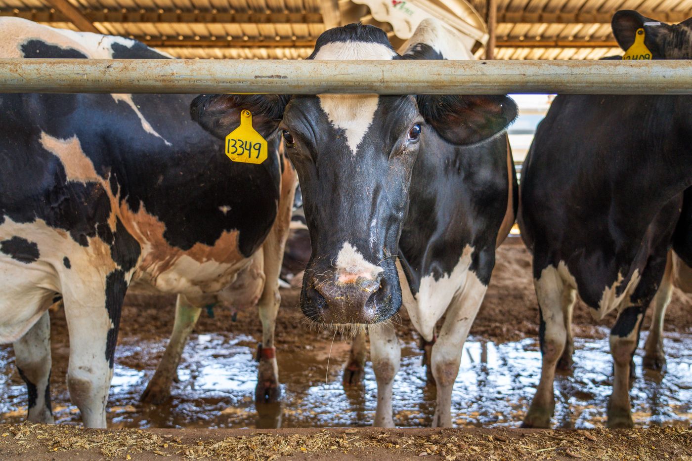 Des vaches holstein à l’étable