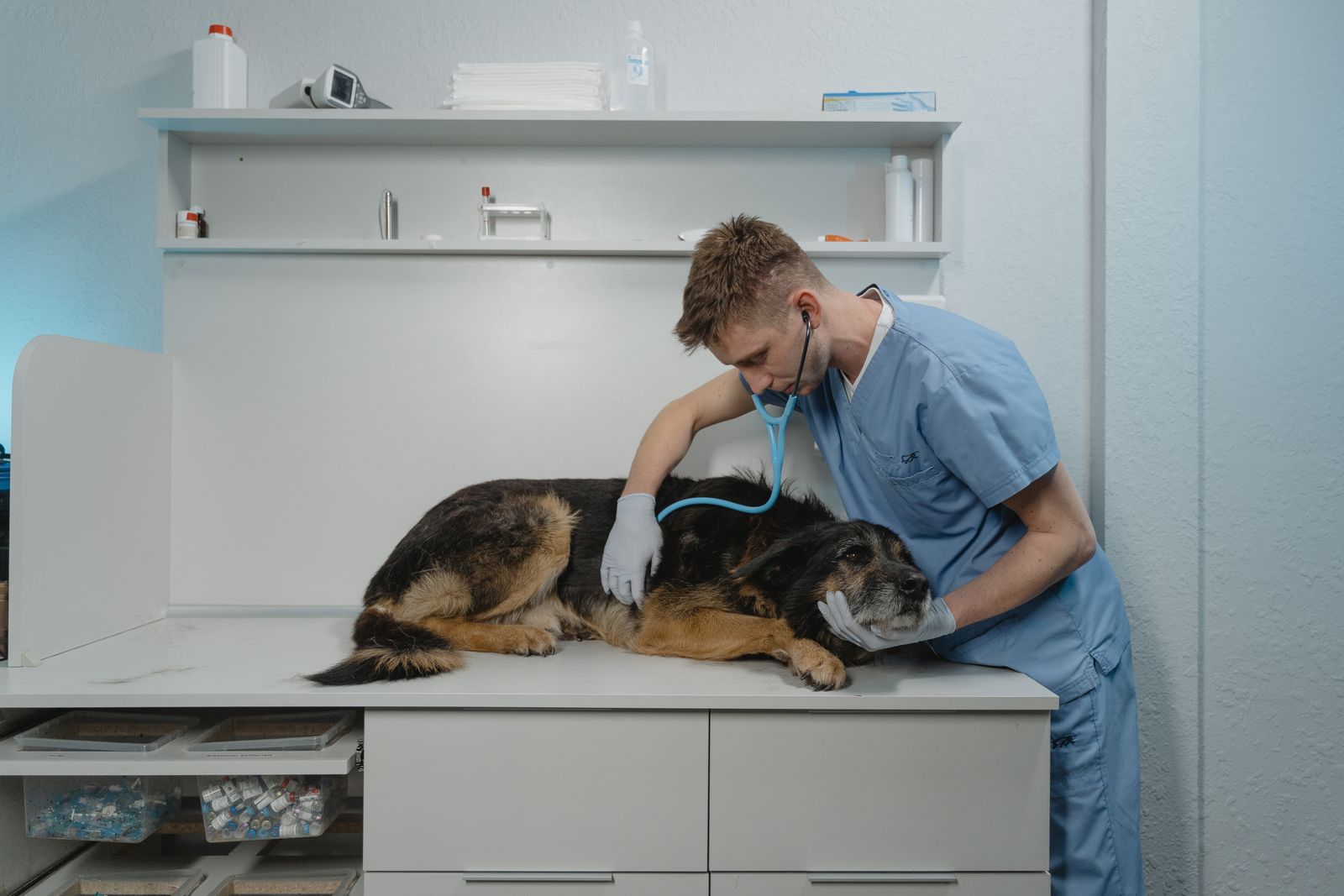 Un vétérinaire ausculte un chien