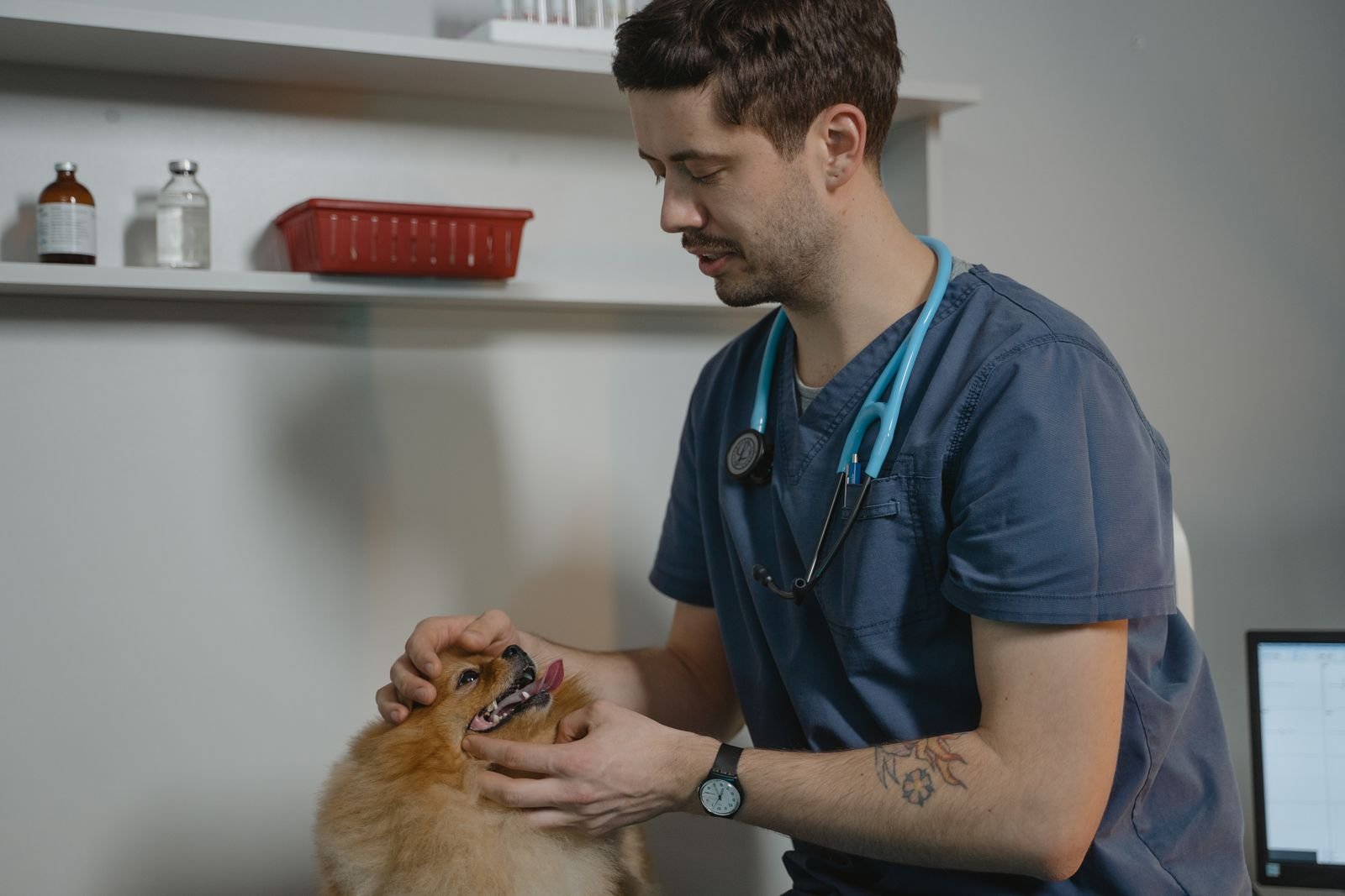 Un vétérinaire examine les dents d’un petit chien