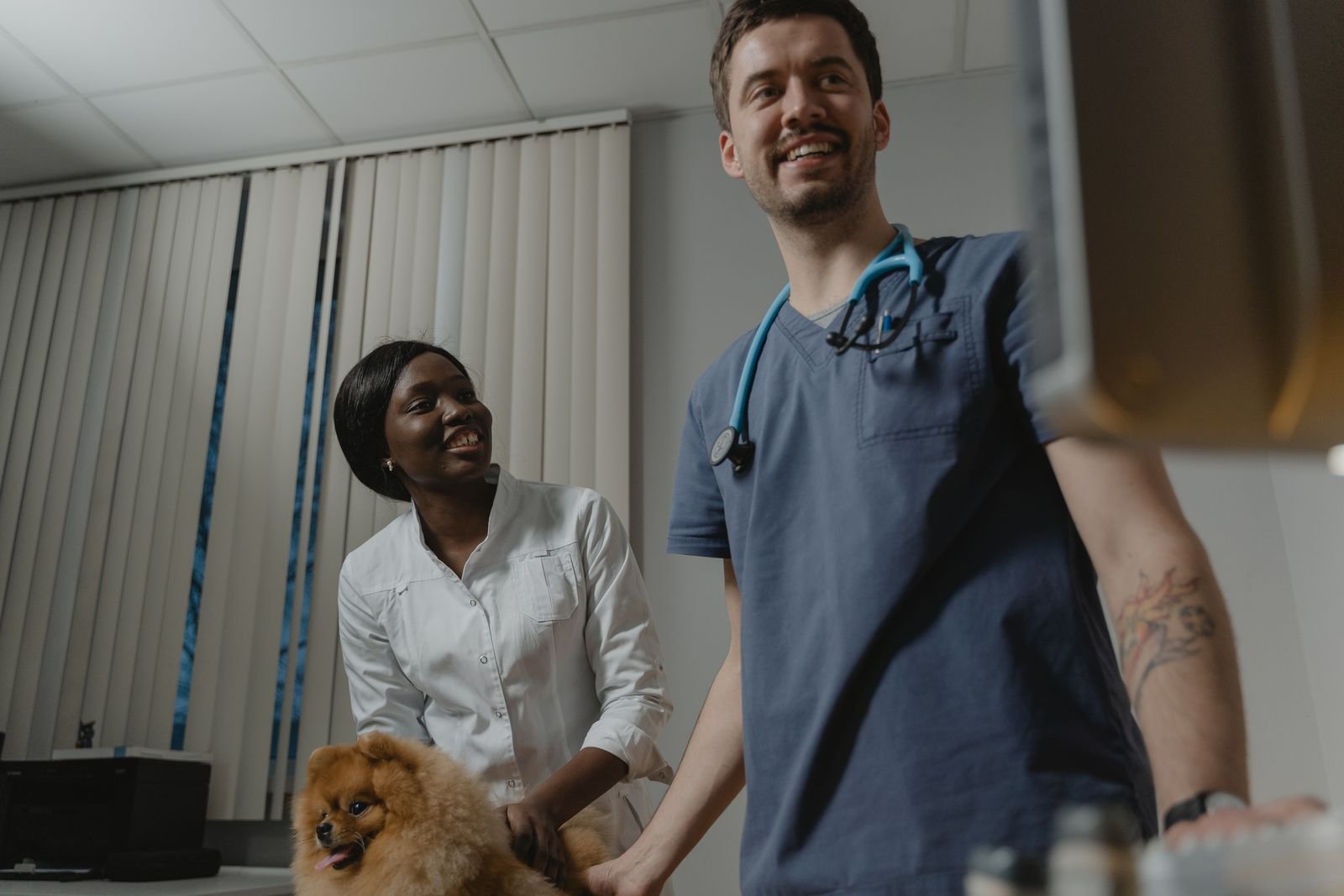 Deux vétérinaires en consultation avec un chien